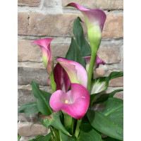 Калла (Zantedeschia)